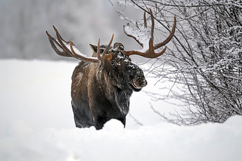 Majestic in snow, Vast winter landscapes, Serene wilderness, Arctic wonder HD wallpaper