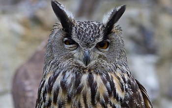 Animals, Owl, Bird, Eyes, Predator HD wallpaper