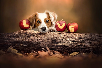 Cute Dog, Apples, Dog, Autumn, Log HD wallpaper
