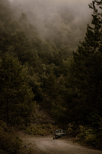 Trees, Bush, Cars, Road, Forest, Car, Machine HD phone wallpaper