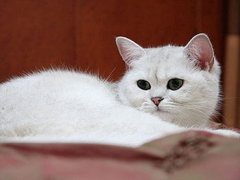 Animals, Cat, Tired, Look HD wallpaper