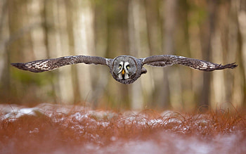 owl, fun, bird, animals, cool HD wallpaper
