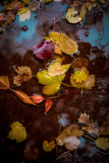 Water, Autumn, Leaves, Macro, Puddle HD phone wallpaper