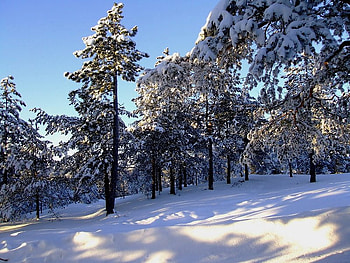 In the Snowy Forest, winter, trees, sky, snow HD wallpaper