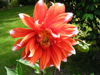 flower HD wallpaper