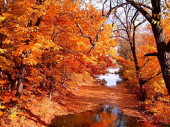 Autumn creek, creek, leaves, trees, autumn, orange, water, gold HD wallpaper