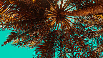 Palm Tree, beauty, Captivating palm trees, by Christopher Anderson HD wallpaper