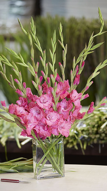 Gladioli, Pink HD phone wallpaper