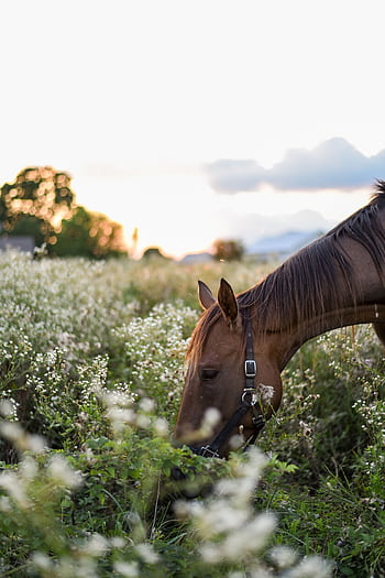 A serene horse grazes peacefully in a lush summer meadow at sunset, creating a tranquil rural scene. HD phone wallpaper