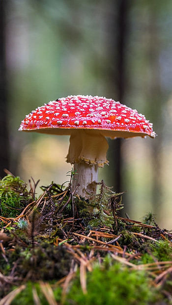 Amanita, Nature, Mushroom HD phone wallpaper