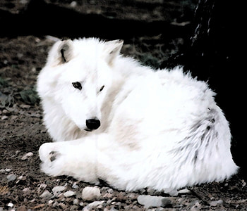 White Wolf, wolves, animals, dogs, nature, withe, wolf HD wallpaper