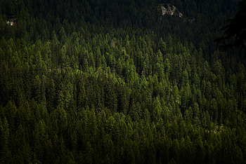 Nature, Trees, View From Above, Dark, Forest, Vegetation HD wallpaper