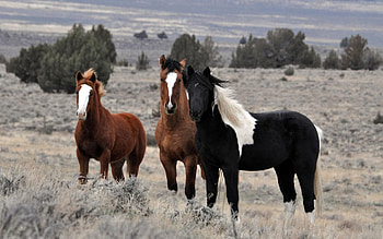 Animals, Nature, Trees, Sky, Horses, Field, Herd, Stallions HD wallpaper