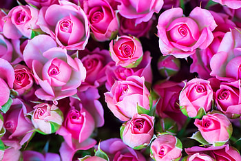 Roses, rose, pink, bouquet, flower HD wallpaper