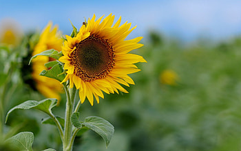 Nature, Flowers, Sky, Greens, Field, Sunflower HD wallpaper