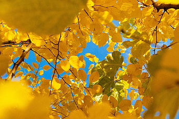 Nature, Autumn, Leaves, Branches HD wallpaper