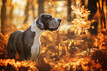 Great Dane , Background , Stunning visuals, Impeccable details HD wallpaper