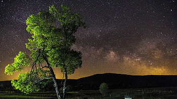 Preview night, sky, stars, tree HD wallpaper