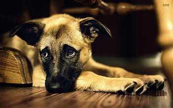 very cute puppy cute ears, cute, ears, puppy, adorable HD wallpaper