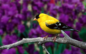 Animals, Flowers, Leaves, Bird, Branch, Color, American Goldfinch, American Flaunt HD wallpaper