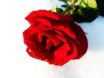 A Rose For You, rose, red HD wallpaper
