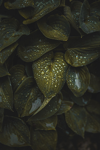 Plants, droplets on leaves, macro HD phone wallpaper