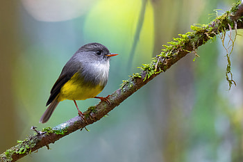 Yellow-bellied Flyrobin (Cryptomicroeca flaviventris) - Blue River Provincial Park, island, Animal, robin HD wallpaper