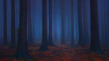 haunted forest HD wallpaper