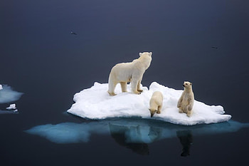 bear family, north, white, bear, snow, iceberg, ocean HD wallpaper