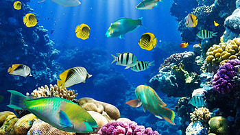 3d Live 3D Live HD wallpaper