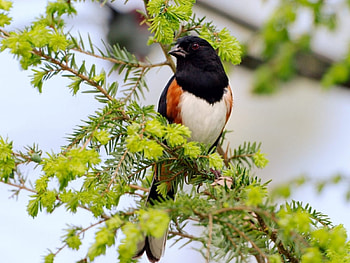 Beautiful Bird on Branches, branch, bird, trees, nature, flowers HD wallpaper