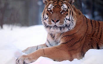 Tiger, winter, cat, snow HD wallpaper