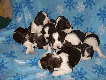 ≡On a blanket with snowflakes≡, blue, sweet, white, dogs, puppies, little, snowflakes, animals, love, blanket, christmas, lovely, forever, tiny, cookies HD wallpaper
