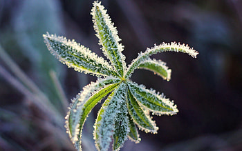 Macro, Sheet, Leaf, Carved, Hoarfrost, Frost, Cold, Crystals HD wallpaper