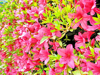 Lovely Azaleas, colorful, graphy, azaleas, spring, pink, green in nature, lovely flower, nature, flowers, splendor HD wallpaper