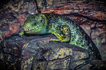 Animals, Rock, Color, Stone, Lizard, Reptile HD wallpaper