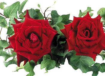 Friends, tenderness, roses, beautiful, beauty, leaves, petals, red roses, flowers, friendship HD wallpaper
