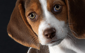 Beagle, animal, dog, puppy, eye HD wallpaper