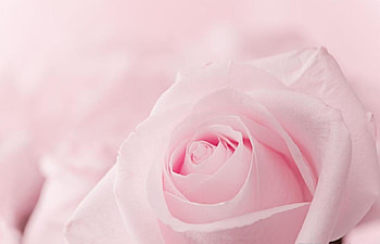 soft, pink, nature, flower HD wallpaper