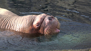 Walrus closeup, Detailed animal portrait, , Close perspective HD wallpaper