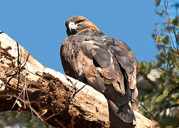 A Young Bald Eagle, sky, feathers, eagle, bird of prey HD wallpaper