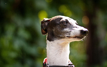 Animals, Shine, Light, Dog, Muzzle, Beautiful, Collar HD wallpaper