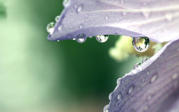 wet flower, flower, beautiful, nature, , dew HD wallpaper