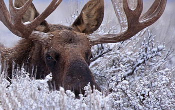 Cute moose, , Adorable visuals, Whimsical charm HD wallpaper