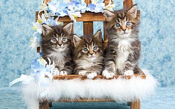 Kittens, blue, kitten, chair, animal, lolita777, white, cat, fur, flower HD wallpaper