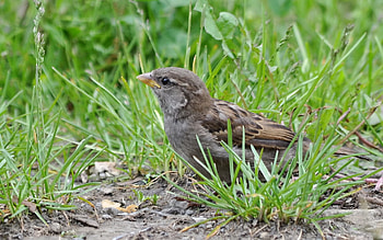 Animals, Birds, Grass, Macro, Bird, Sparrow, Greens, Ptah, Hid HD wallpaper