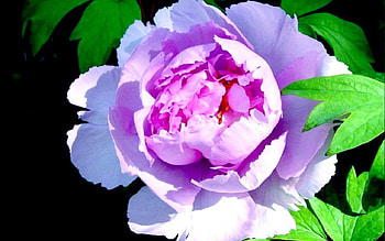 Peony Flower, pink, white, black, green HD wallpaper