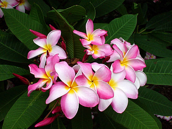 Flowers, Leaves, Pink, Close-Up, Plumeria HD wallpaper