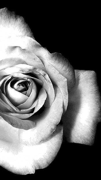 Black Rose, White, Black, Background HD phone wallpaper