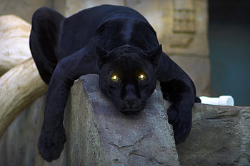 Sick&Tired, cats, predator, animals, panther HD wallpaper